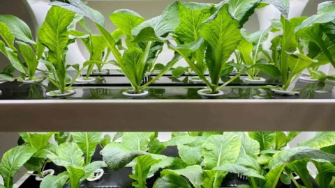 5 Hydroponic Houseplants: मिट्टी के बिना उगाएं ये 5 खूबसूरत पौधे, घर में आसानी से लाएं हरियाली