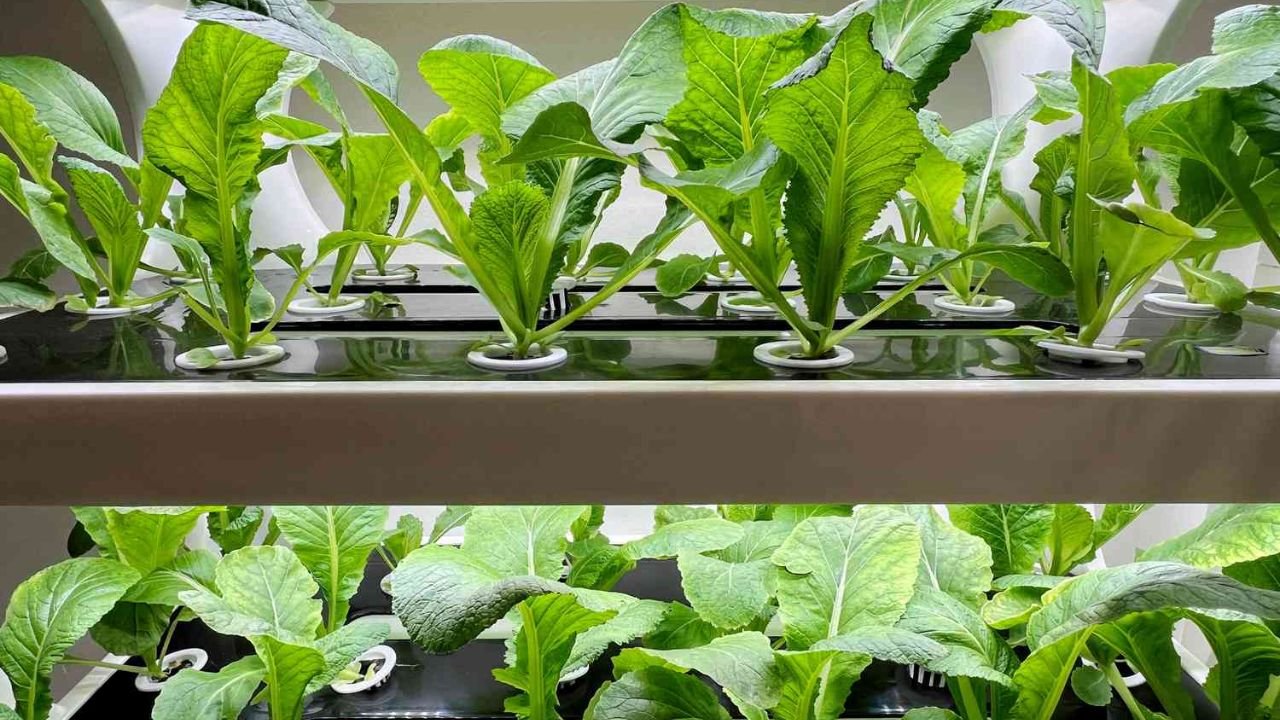 5 Hydroponic Houseplants