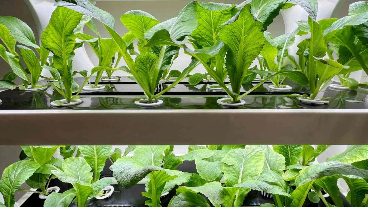 5 Hydroponic Houseplants: मिट्टी के बिना उगाएं ये 5 खूबसूरत पौधे, घर में आसानी से लाएं हरियाली