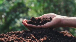 Best Fertilizer for Plants: गोबर की खाद या वर्मीकंपोस्ट? जानें दोनों में क्या है बड़ा अंतर, किस खाद से पौधों की होगी तेज़ ग्रोथ और मिट्टी बनेगी ज्यादा उपजाऊ