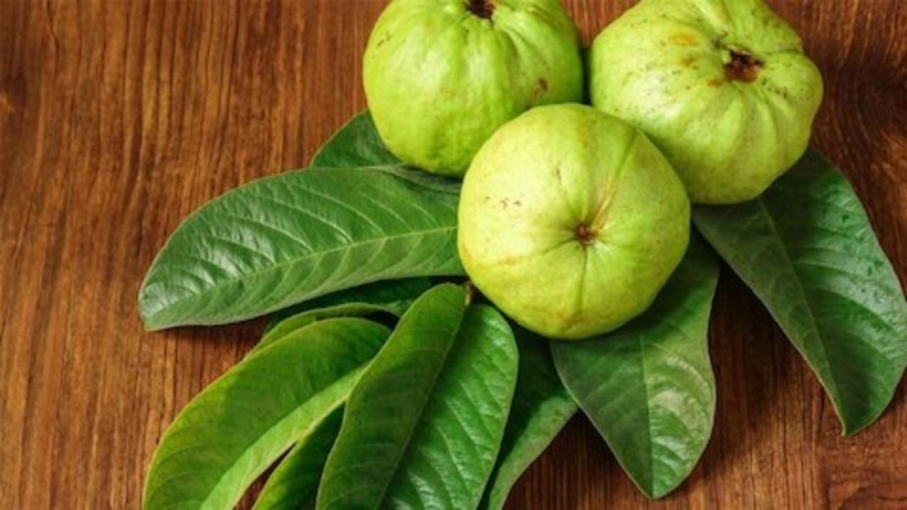 Guava for Cholesterol: कोलेस्ट्रॉल कम करने के लिए अमरूद? न्यूट्रीशनिस्ट की सलाह और डॉक्टर की जरूरत