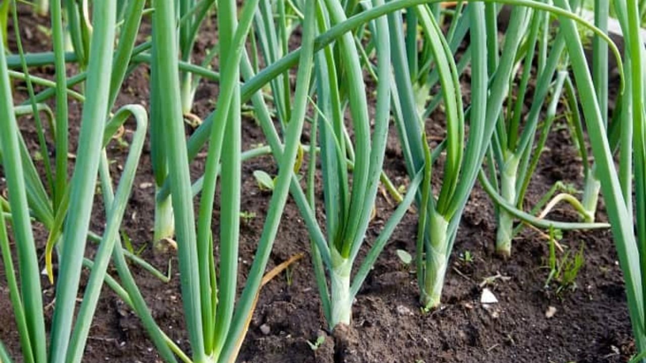 Home Gardening Tips