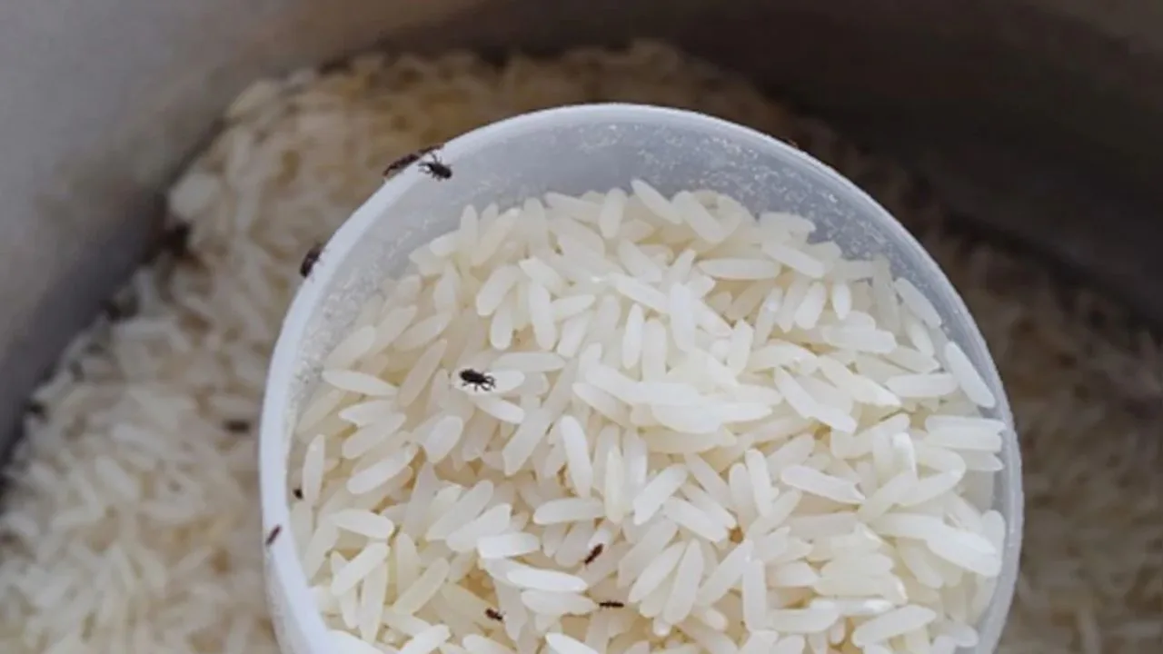 How to Remove Rice Weevils