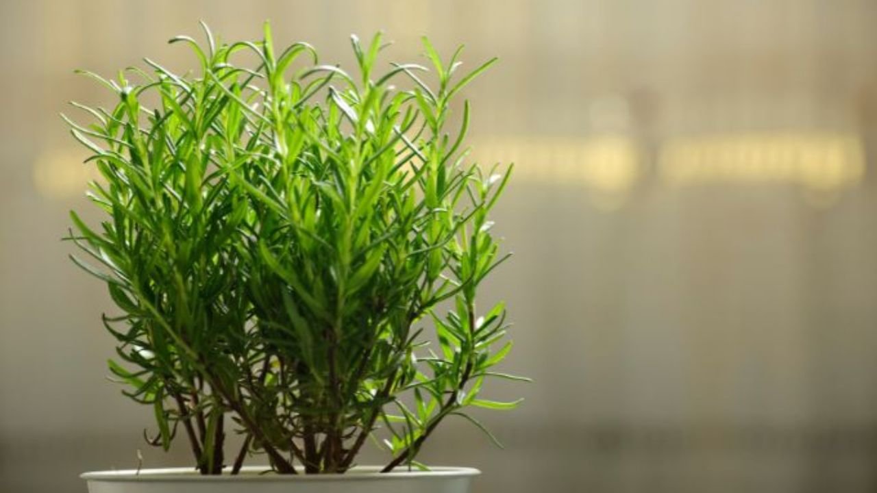 Lizard Repellent Plants