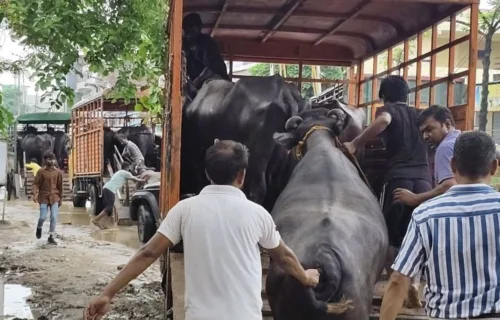 Lucknow Buffalo Auction