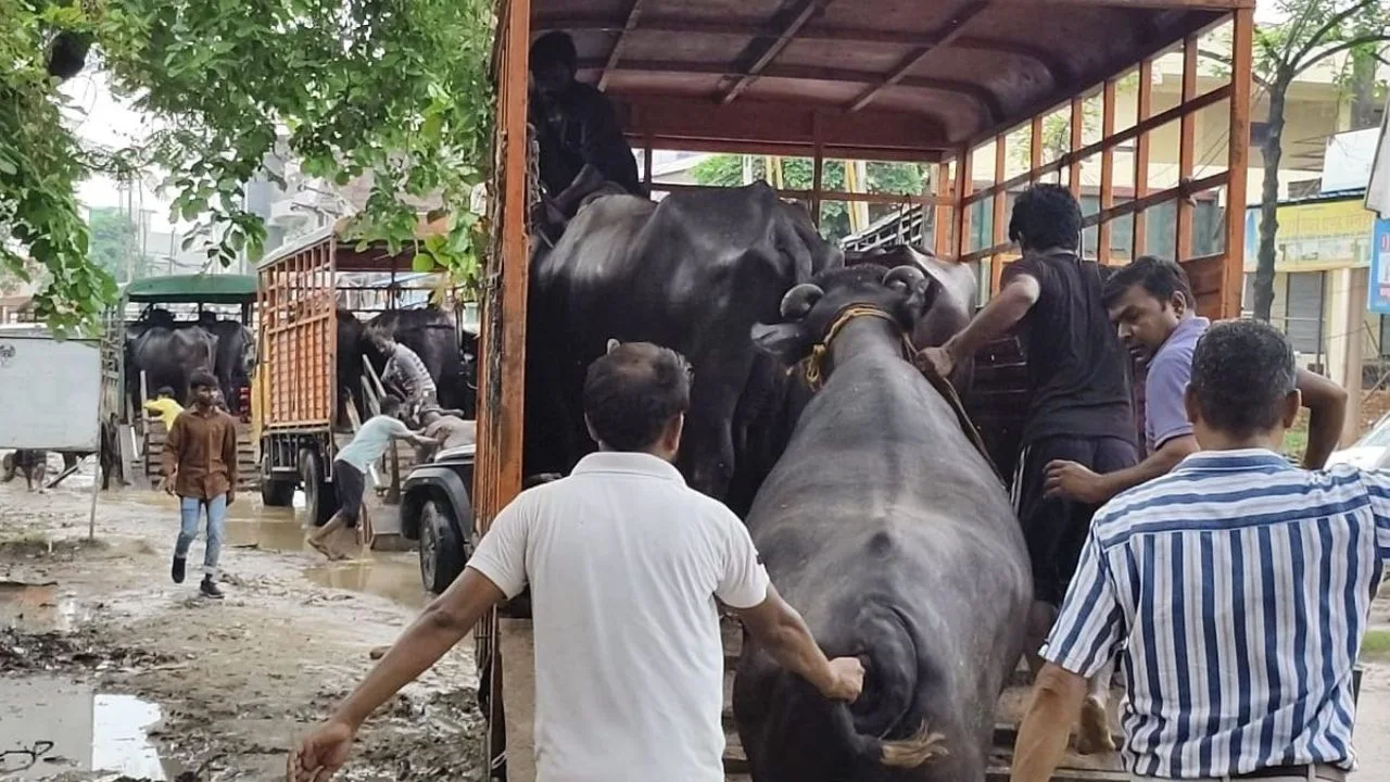 Lucknow Buffalo Auction