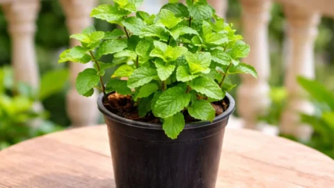 Mint Plant Care In Pot: गमले में बार-बार सूख रहा पुदीना? जानिए सही देखभाल और बचाने के आसान तरीके
