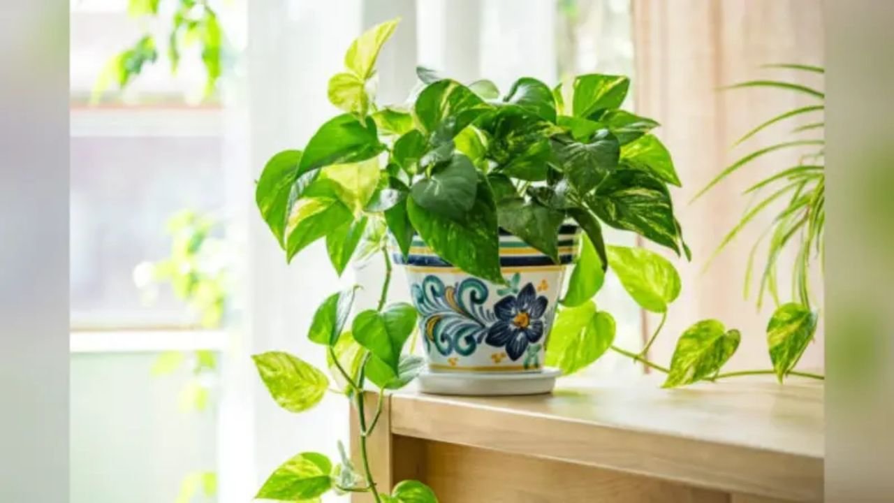 Money Plant Vastu: मनी प्लांट लगाते समय ये गलतियां न करें, बोतल और दिशा के वास्तु नियम जानें