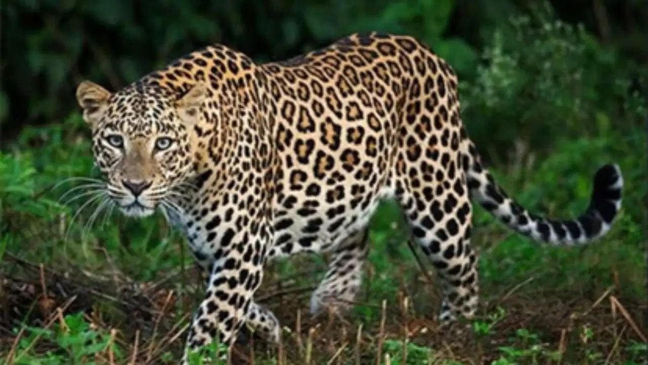 Moradabad Leopard Attack: घर में सो रहे दिव्यांग किसान को घसीटकर ले गया तेंदुआ, खेत में मिला क्षत-विक्षत शव; 25 दिनों में 4 मौतें