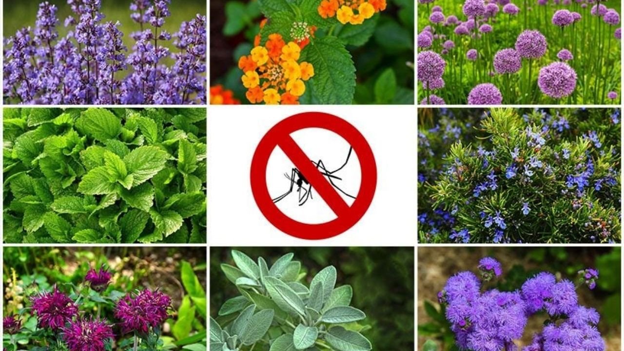 Mosquito Repellent Plants: बालकनी में लगाएं ये हर्बल प्लांट्स, प्राकृतिक रूप से मिलेगी मच्छरों और कीटों से राहत