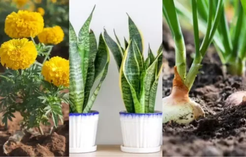 Plants That Distract Snakes