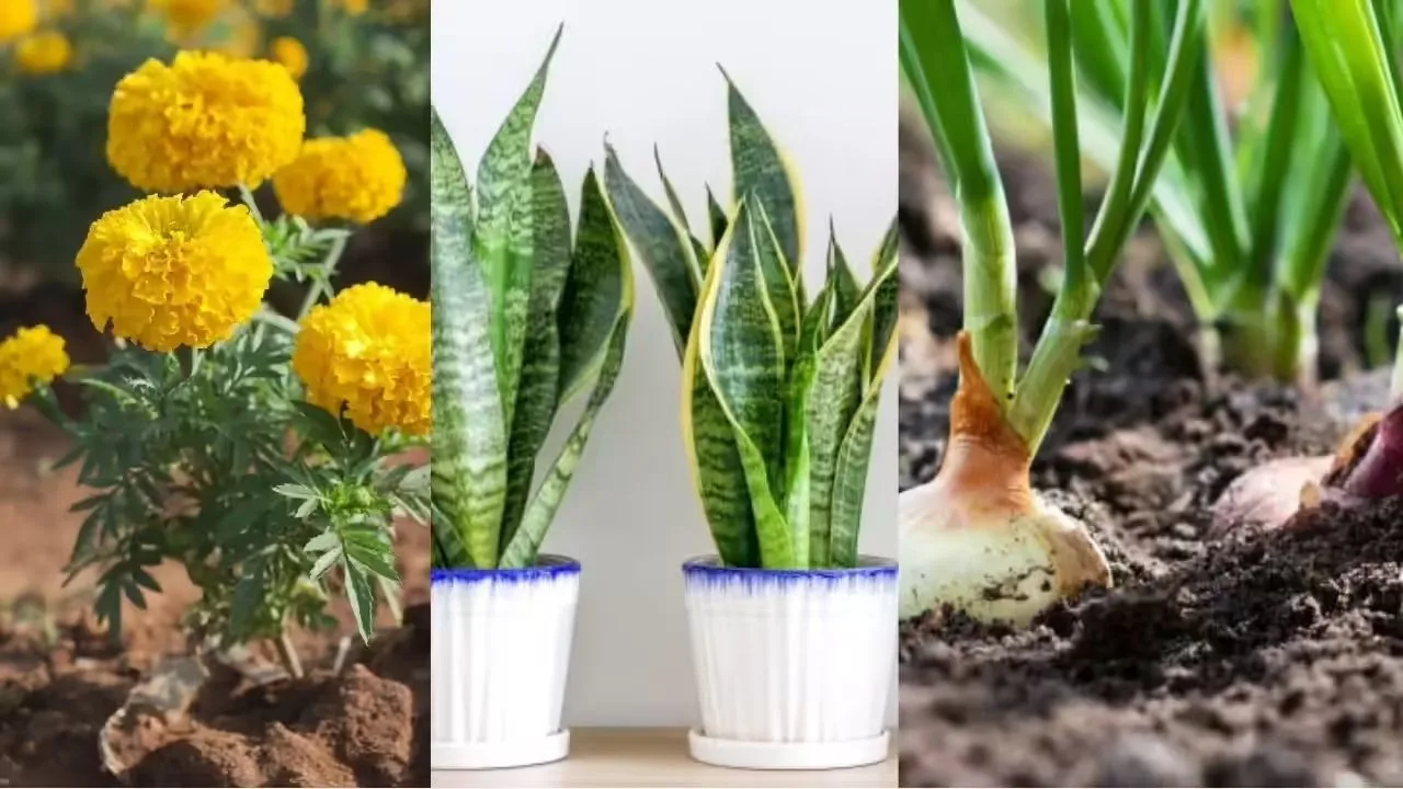 Plants That Distract Snakes