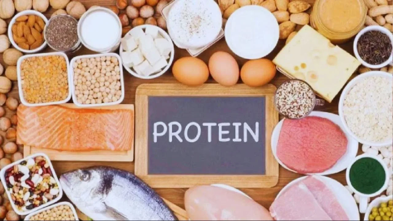 Protein Digestion