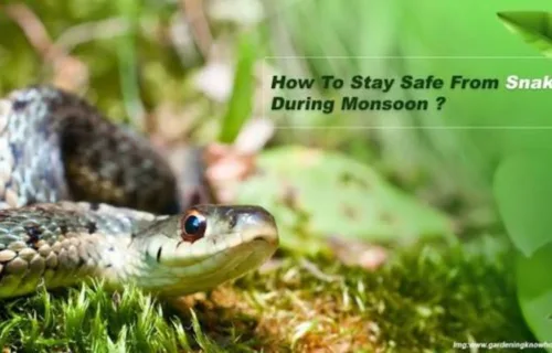 Snake Safety Tips in Monsoon