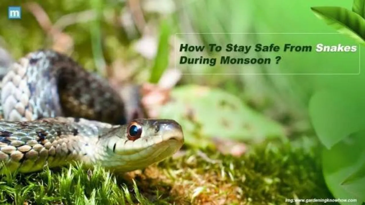 Snake Safety Tips in Monsoon