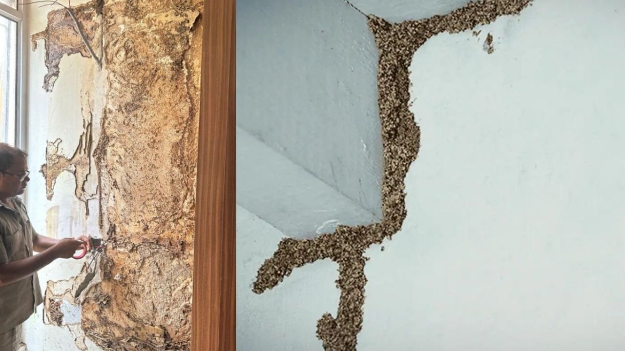 Termites in Wall : दीवार से मिट्टी झड़ने लगी है तो सावधान, कहीं दीमक तो नहीं, ऐसे पहचानें