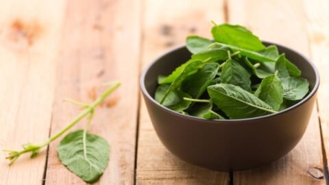 Tulsi Benefits in Hindi: आयुर्वेद में तुलसी का महत्व, जानिए इसके बेमिसाल औषधीय फायदे और सही उपयोग