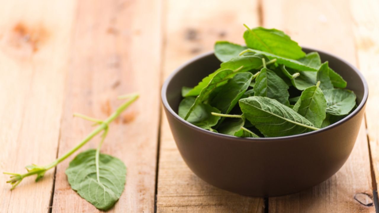 Tulsi Benefits in Hindi