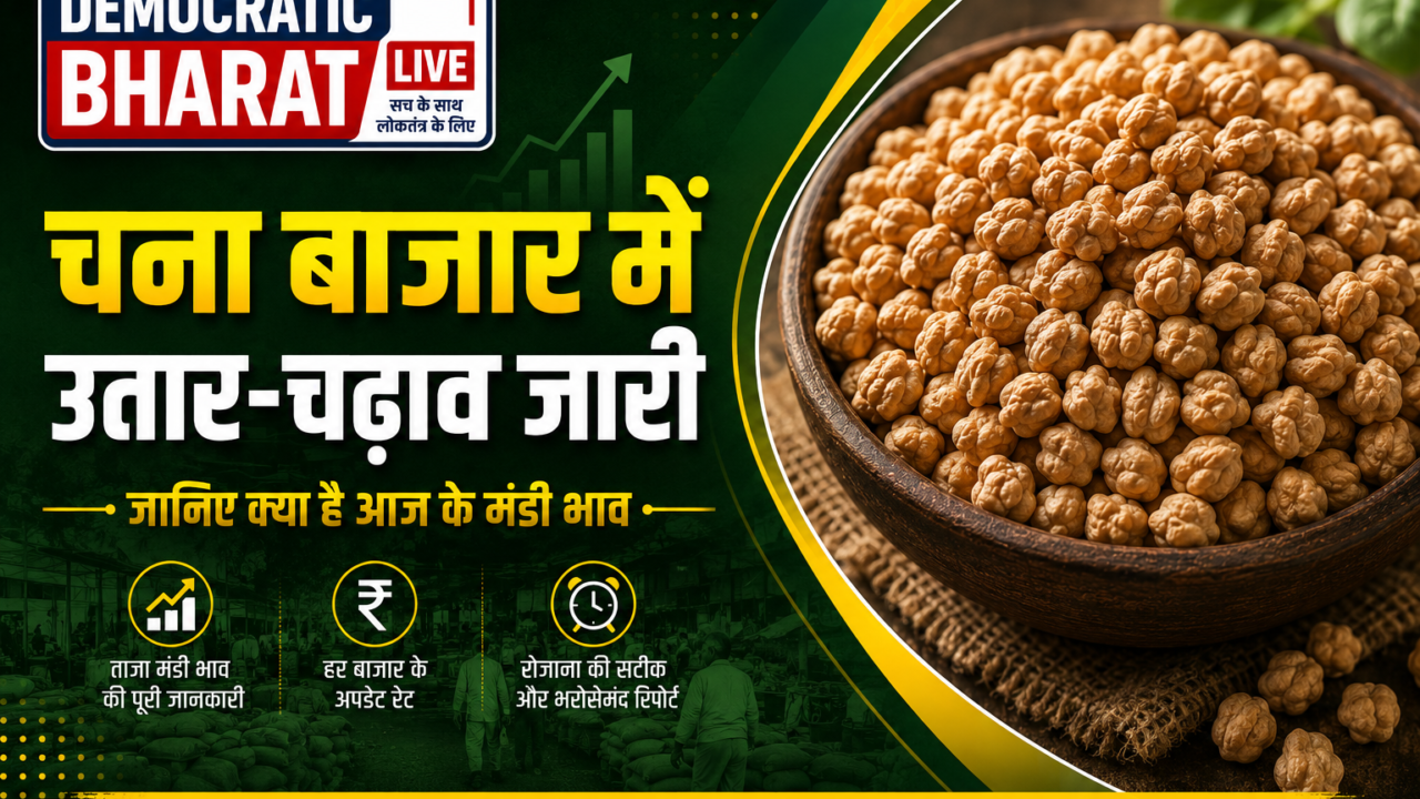 Chana Mandi Bhav 3 Sep 2026: त्योहारी सीजन से पहले चना के दाम में तेजी का दौर जारी, जानें आज के ताज़ा चना मंडी भाव