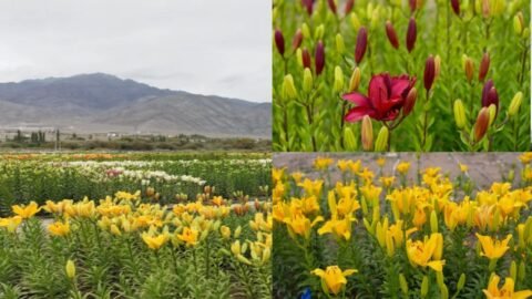 Ladakh Flower Garden: 10,600 फीट पर खिले 25 लाख फूल, ₹25 में करें दीदार
