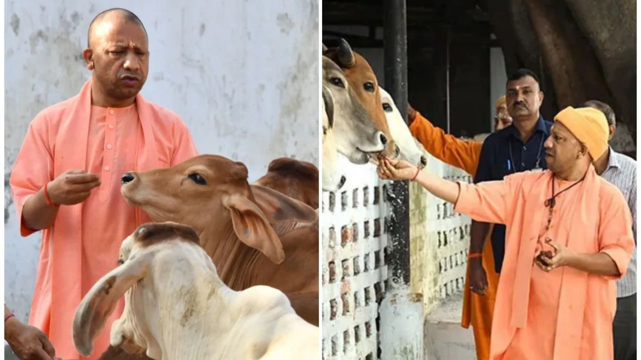 UP Pashupalan Yojana 2026: गाय पालने पर मिलेगा ₹15 हजार! योगी सरकार की इस योजना का ऐसे उठाएं फायदा