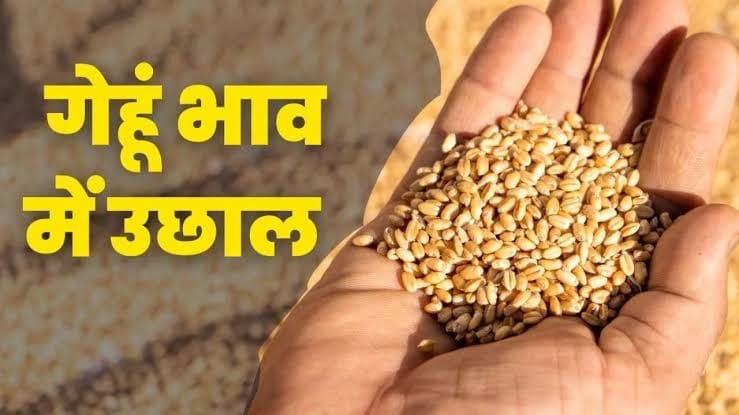 Gehun Mandi Bhav 3 Sep 2026: जन्माष्टमी और पितृ पक्ष की खरीदारी से गेहूँ के दाम में आई भारी तेजी, जानें आज के ताज़ा गेहूँ मंडी भाव
