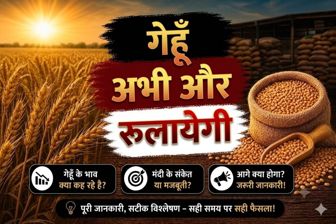 Gehun Mandi Bhav: खरीदारी और सीमित आवक से दाम में बनी हलचल, जानें आज के ताजा भाव