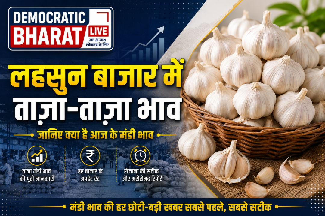 Lahsun Mandi Bhav 3 Sep 2026: आवक कम होने और डिमांड बढ़ने से लहसुन के रेट में तेजी का दौर जारी, जानें आज के ताज़ा लहसुन मंडी भाव