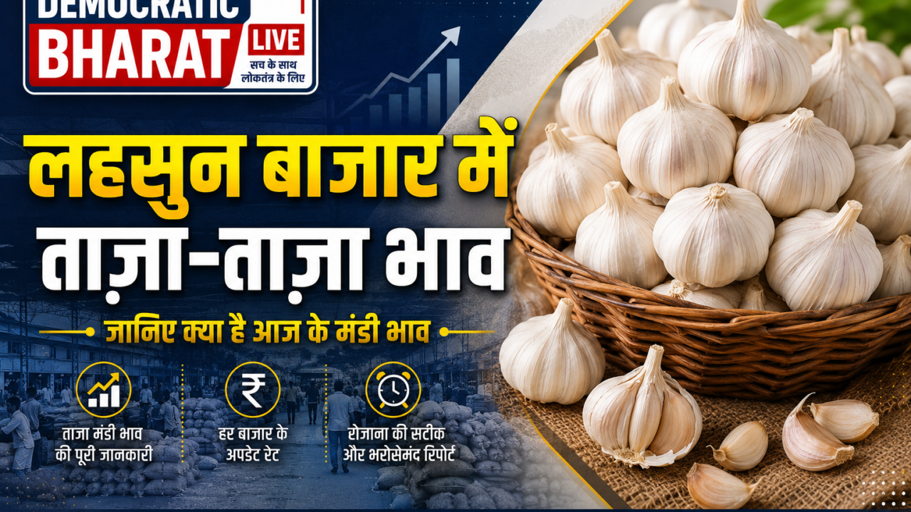 Lahsun Mandi Bhav 3 Sep 2026: आवक कम होने और डिमांड बढ़ने से लहसुन के रेट में तेजी का दौर जारी, जानें आज के ताज़ा लहसुन मंडी भाव