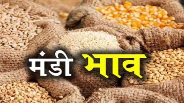 Anaj Mandi Bhav 17 October 2026: गेहूं, धान, मक्का और बाजरा के ताजा भाव