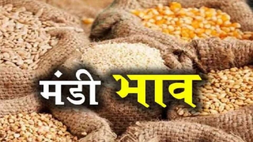 Anaj Mandi Bhav 17 October 2026: गेहूं, धान, मक्का और बाजरा के ताजा भाव
