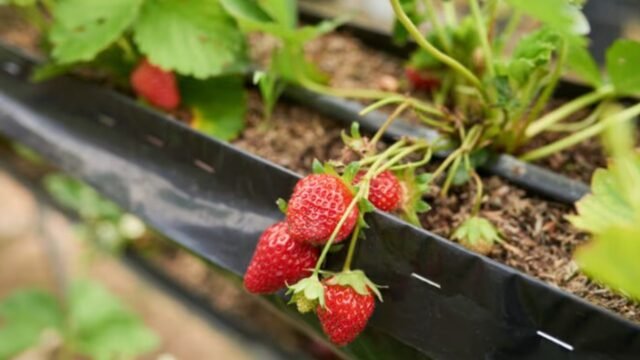 Strawberry Plant: घर के गमले में आसानी से उगाएं स्ट्रॉबेरी, इन आसान बागवानी टिप्स से मिलेगा मीठा और भरपूर फल
