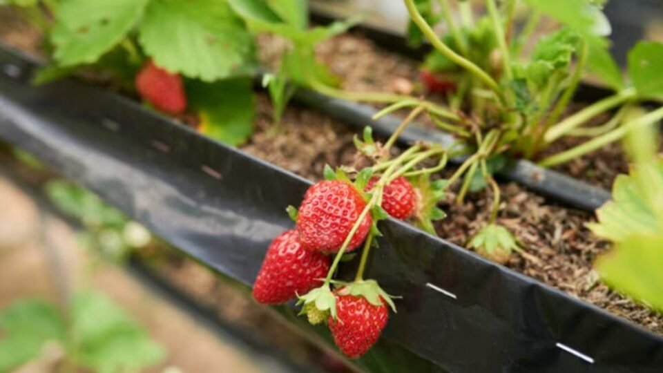 Strawberry Plant: घर के गमले में आसानी से उगाएं स्ट्रॉबेरी, इन आसान बागवानी टिप्स से मिलेगा मीठा और भरपूर फल