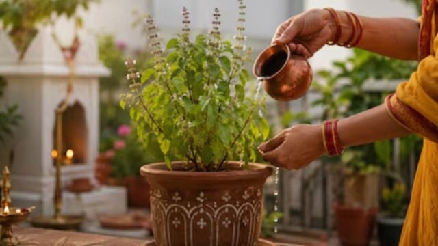 Tulsi Plant Vastu: तुलसी का पौधा घर में कहां न रखें? वास्तु में बताई गई ये जगहें