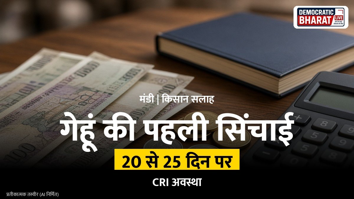 गेहूं के हरे खेत में सिंचाई करते किसान का प्रतीकात्मक चित्र