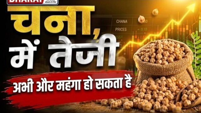 Chana Mandi Bhav: खरीदारी बढ़ने से दाम मजबूत, जानें आज के ताजा भाव