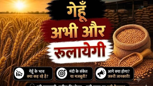Gehun Mandi Bhav: खरीदारी और सीमित आवक से दाम में बनी हलचल, जानें आज के ताजा भाव