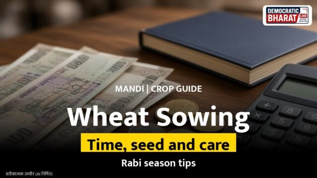 Representational image of a wheat field